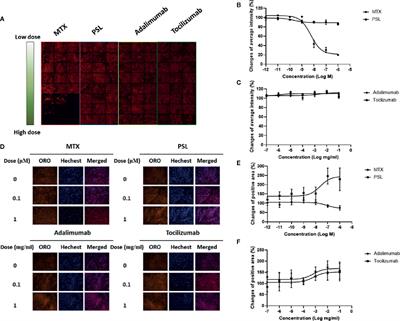 Assessment and Comparison of the Efficacy of Methotrexate, Prednisolone, Adalimumab, and Tocilizumab on Multipotency of Mesenchymal Stem Cells